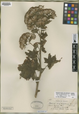 Image of Roldana angulifolia