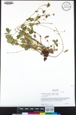 Drymocallis lactea var. austiniae image
