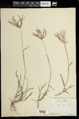 Chloris rufescens image