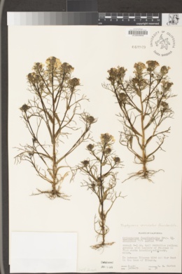Triphysaria versicolor image