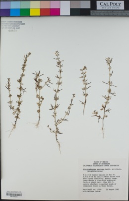 Schistophragma mexicanum image