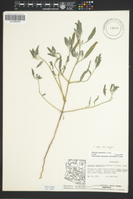 Dicoria canescens subsp. canescens image