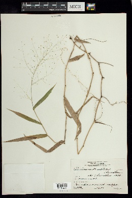 Image of Panicum bartlettii