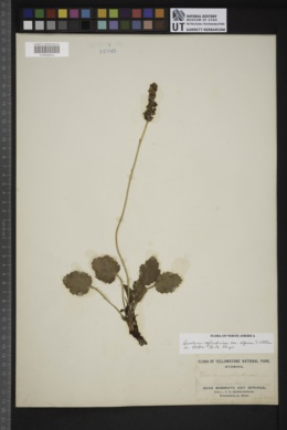 Heuchera cylindrica var. alpina image