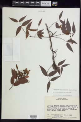 Banisteriopsis schizoptera image