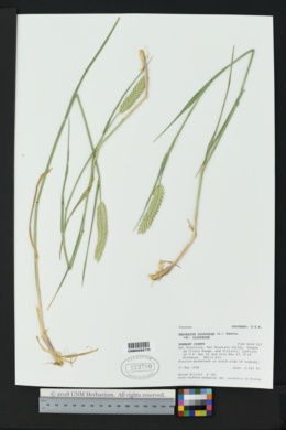 Agropyron cristatum subsp. cristatum image