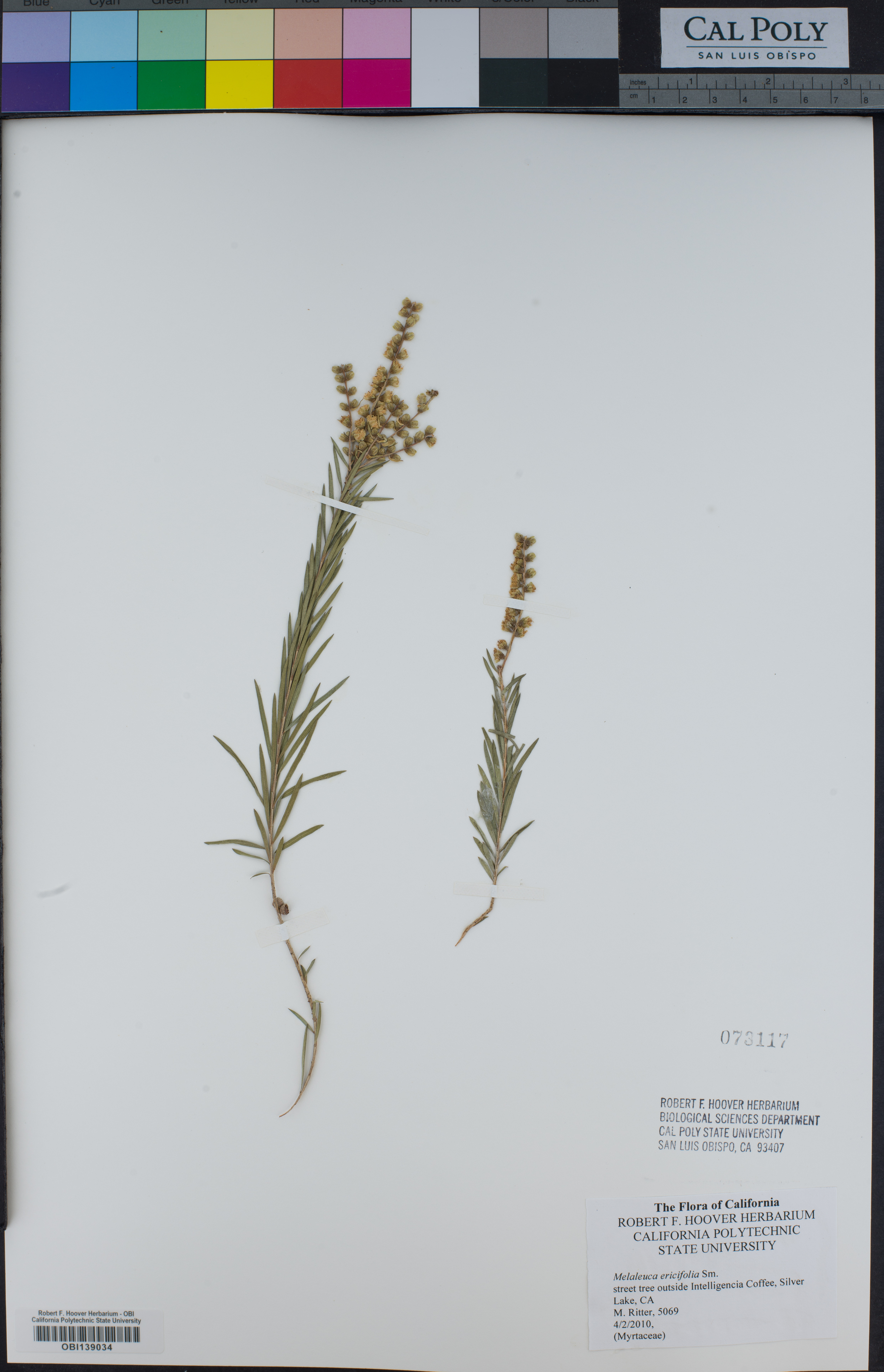 Melaleuca ericifolia image