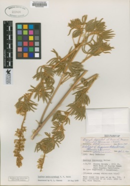 Image of Lupinus dedeckerae