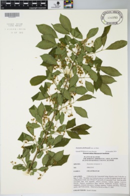 Euonymus phellomanus image