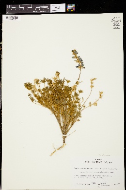 Lupinus sellulus var. lobbii image