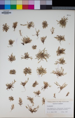 Plagiobothrys collinus var. ursinus image