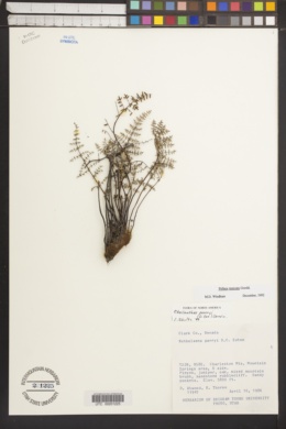 Pellaea truncata image