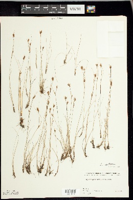 Rhynchospora capillacea f. capillacea image