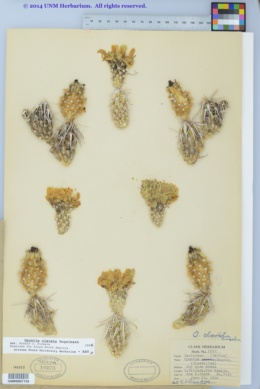 Corynopuntia clavata image