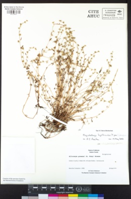 Plagiobothrys hystriculus image