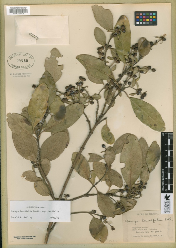 Garrya laurifolia subsp. laurifolia image