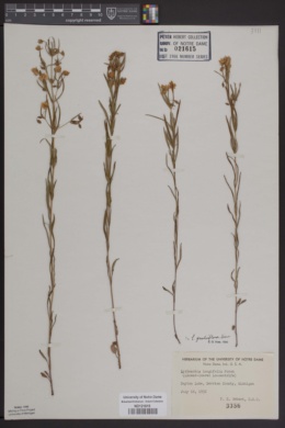 Image of Lysimachia longifolia