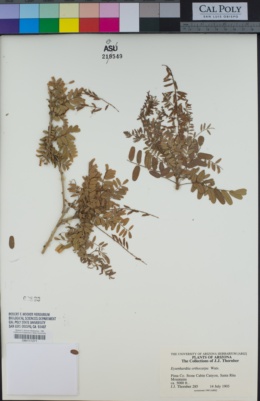 Eysenhardtia orthocarpa image