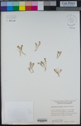 Image of Spergularia bocconei