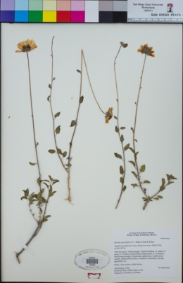 Image of Encelia asperifolia