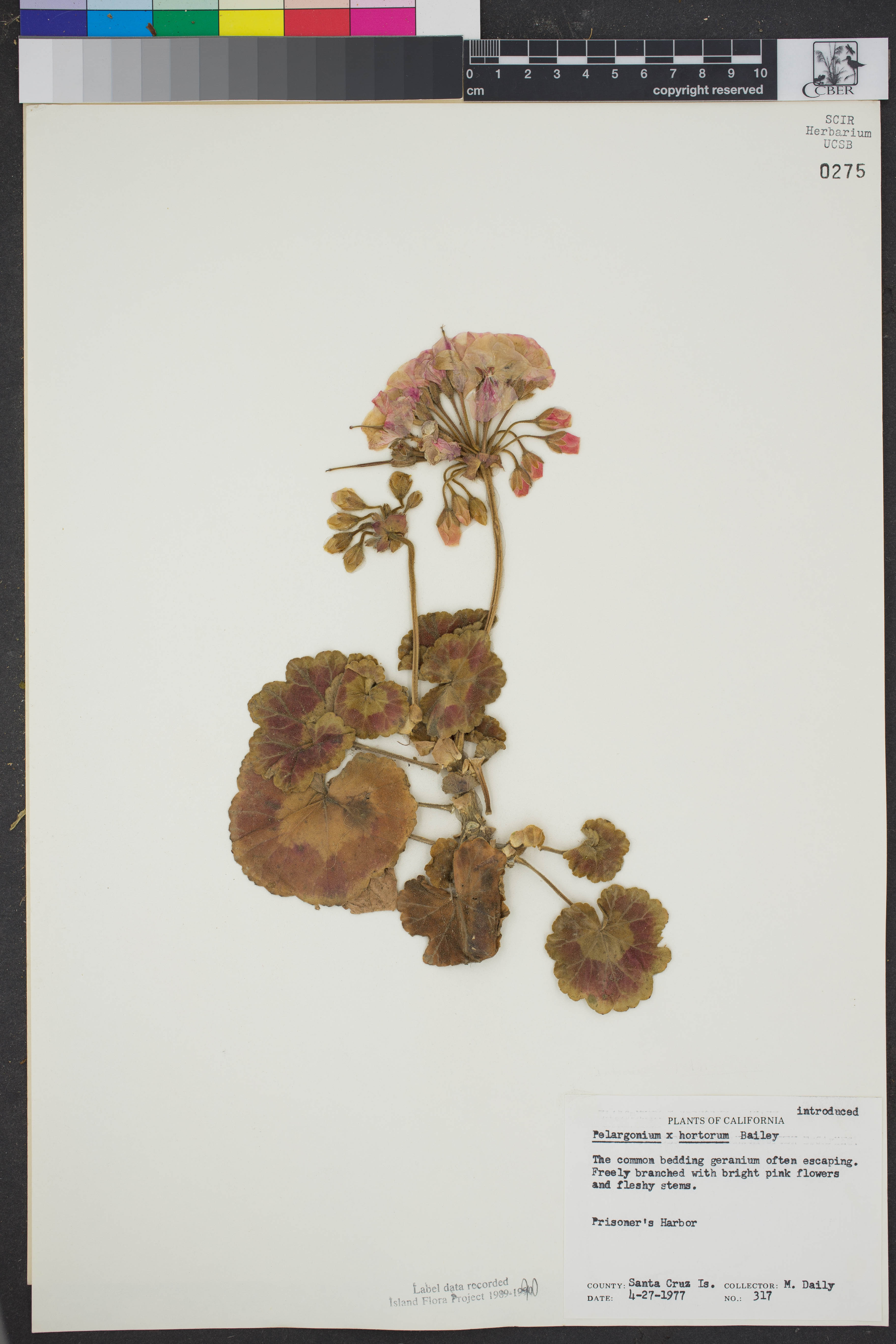 Image of Pelargonium ×hortorum