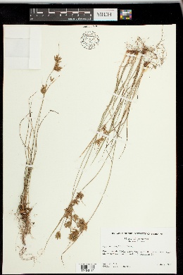 Cyperus houghtonii image