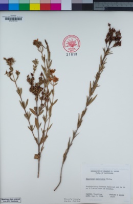 Image of Hypericum nudiflorum