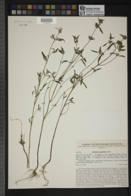 Galeopsis angustifolia image