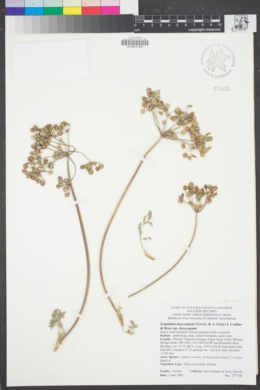 Image of Lomatium dasycarpum