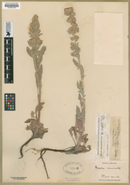 Phacelia heterophylla subsp. virgata image
