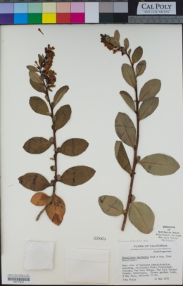 Image of Escallonia macrantha
