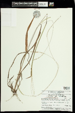 Paspalum setaceum var. longepedunculatum image