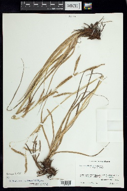 Carex tunimanensis image