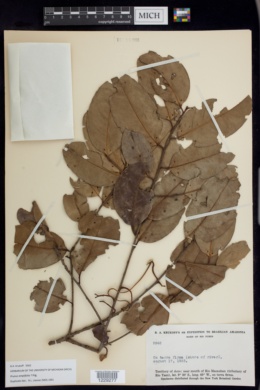 Image of Prunus amplifolia