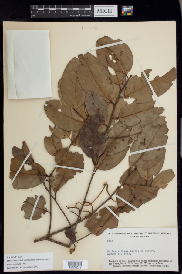 Prunus amplifolia image