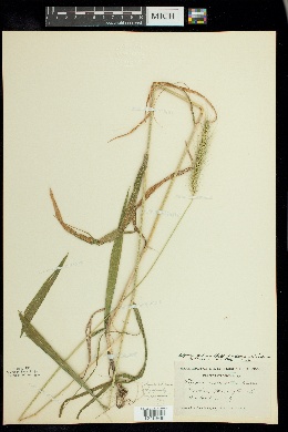 Elymus villosus var. arkansanus image