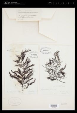 Acrocarpia paniculata image