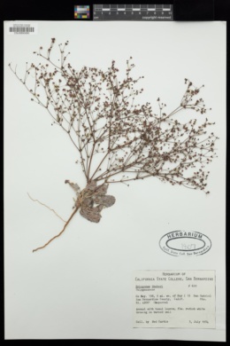 Eriogonum thurberi image