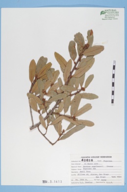 Image of Quercus engelmannii