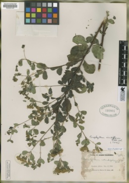 Porophyllum lindenii image