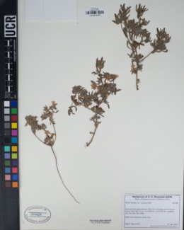 Nama hispida var. spathulata image