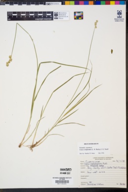 Image of Carex reniformis