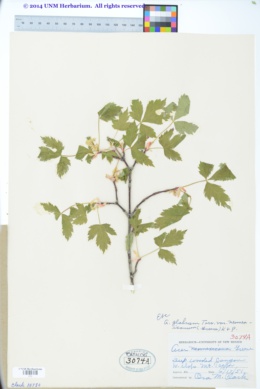 Acer glabrum var. neomexicanum image