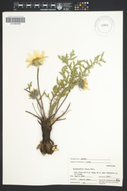 Image of Balsamorhiza incana