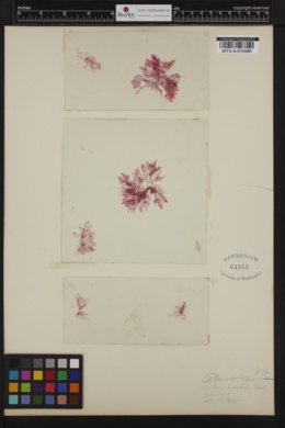 Pleonosporium vancouverianum image