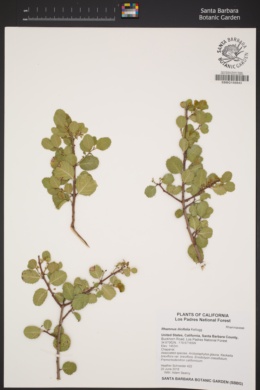 Image of Rhamnus ilicifolia