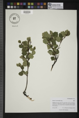 Betula eastwoodiae image