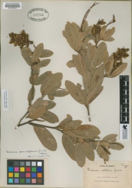 Image of Eriosema grandiflorum