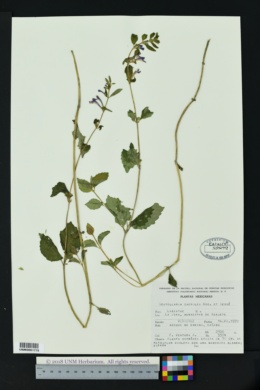 Image of Scutellaria caerulea