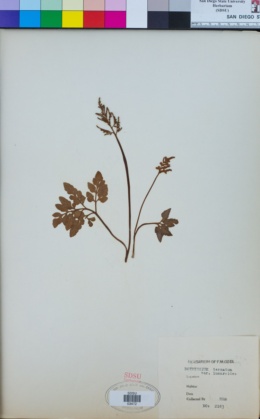 Botrychium ternatum image
